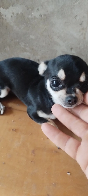 vand chihuaua mini mini toi 
