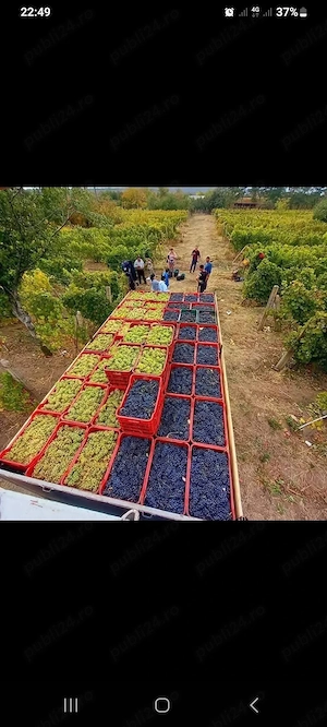vindem struguri pentru vin disponibil oriunde in tara pentru detalii și comenzi la telefon 