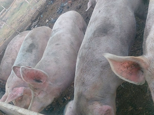 Porci și purcei de vânzare  - imagine 2
