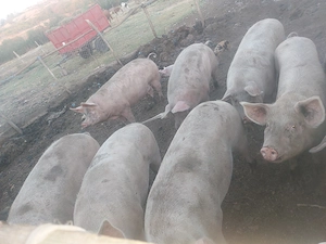 Porci și purcei de vânzare  - imagine 3