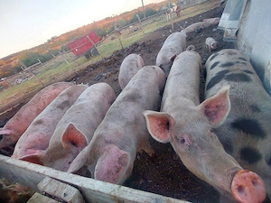 Porci și purcei de vânzare 