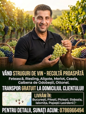 Vând struguri de vin Fetească Riesling Aligote Merlot Ceasla Galbena de Odobești Ottonel 