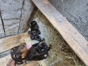 Catei jagdd terrier ciocolati