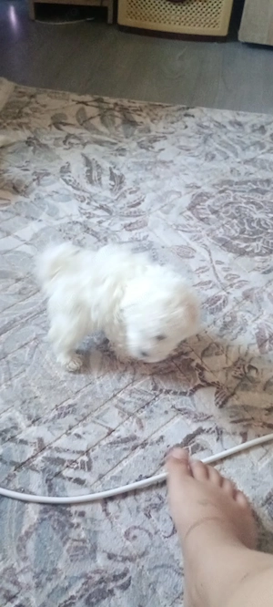 Pui bichon Bolognese 6 saptamani - imagine 4