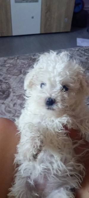 Pui bichon Bolognese 6 saptamani - imagine 3