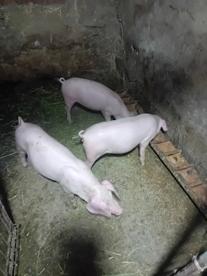 Vând scrofițe rasa landrace