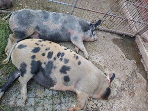 Porc de vanzare