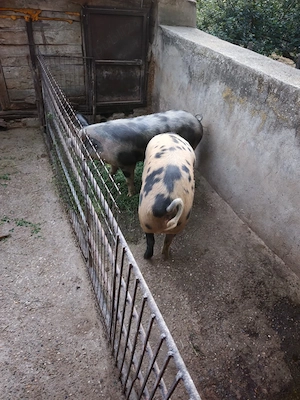 Porc de vanzare - imagine 2