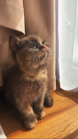 Pui british shorthair chocolate tortie PEDIGREE WCF - imagine 2