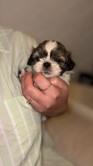 shihtzu, rasa pura - imagine 4