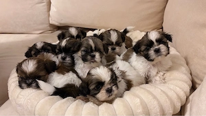 shihtzu, rasa pura - imagine 2