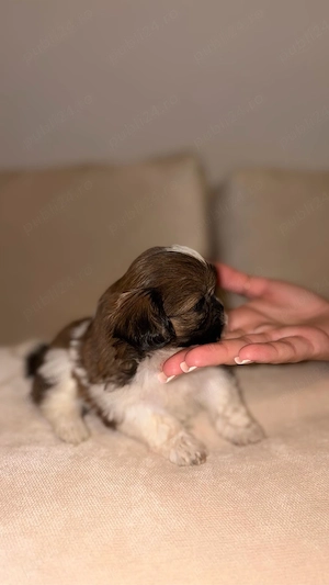 shihtzu, rasa pura - imagine 5