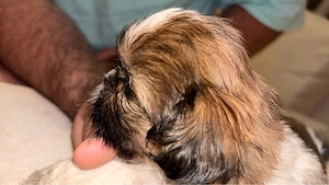 shihtzu, rasa pura