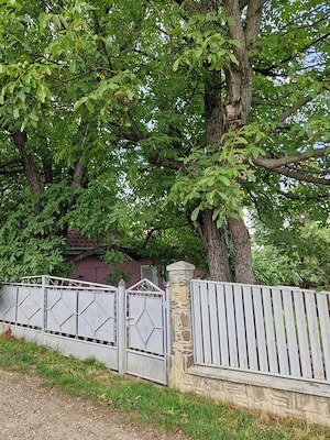 Vand casa cu anexe si 14 ari teren in Burdujeni, la 10 minute de primarie - imagine 3