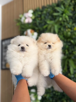Pomeranieni baietei deosebiti