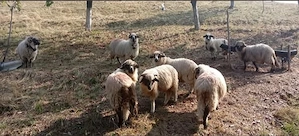 Berbecuți 