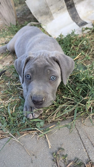 Cane Corso disponibili - imagine 4