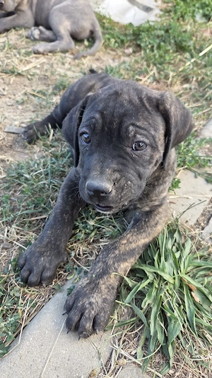 Cane Corso disponibili - imagine 3