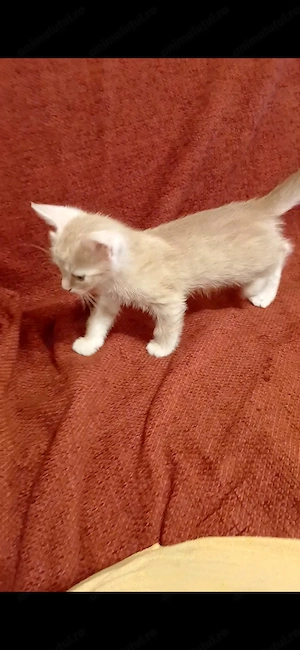 Donez pisicuta cu caracteristici ale rasei Maine Coon.. - imagine 2