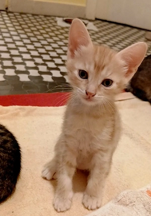 Donez pisicuta cu caracteristici ale rasei Maine Coon..