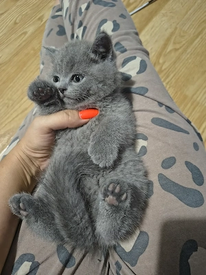 British shorthair 