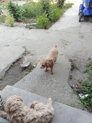 vand catelusa pudel varsta un an și șase luni - imagine 2