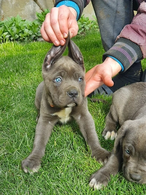 Cane corso