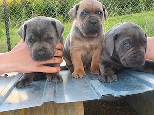 Cane corso - imagine 2
