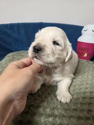 Golden retriever cu pedigree tip A