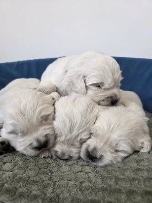 Golden retriever cu pedigree tip A - imagine 3