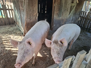 Porci de carne pentru sacrificat - imagine 2