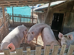 Porci de carne pentru sacrificat - imagine 3