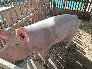 Porci de carne pentru sacrificat