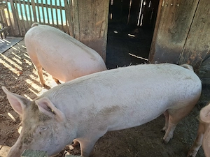 Porci de carne pentru sacrificat - imagine 4