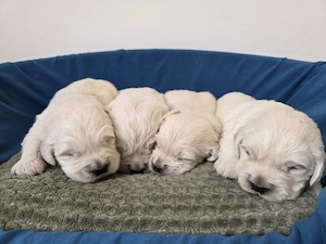 Golden retriever cu pedigree tip A - imagine 4