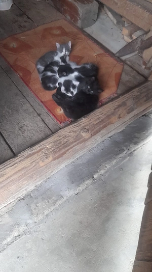 Pisicute pentru adoptare  - imagine 5