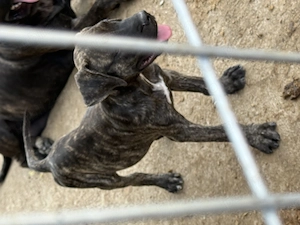 Cățelușa Presa Canario 11 săptămâni , părinți cu pedigree - imagine 2