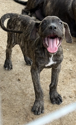 Cățelușa Presa Canario 11 săptămâni , părinți cu pedigree