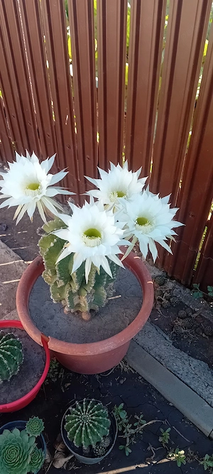 cactus de vânzare 