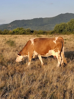 Vaca pentru abator - imagine 2