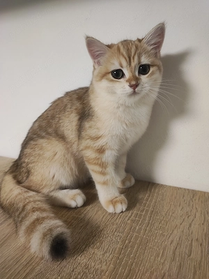 Puișor pisica british shorthair , părinți pedigree 