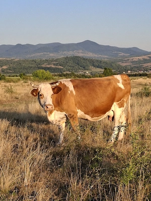 Vaca pentru abator