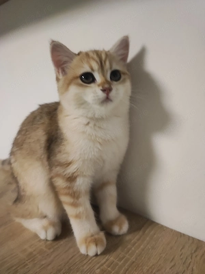 Puișor pisica british shorthair , părinți pedigree  - imagine 3