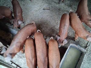 purcei  duroc 