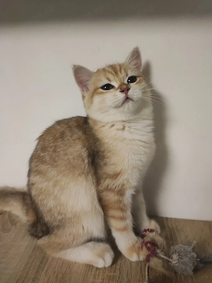 Puișor pisica british shorthair , părinți pedigree  - imagine 4