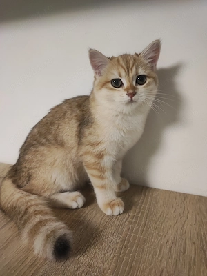 Puișor pisica british shorthair , părinți pedigree  - imagine 2