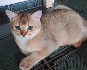 Pisici British shorthair părinți cu pedigree  - imagine 2