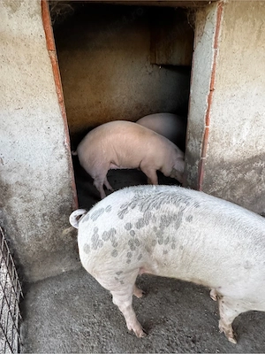 Porci de vinzare - imagine 2