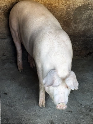 Porci de vinzare - imagine 4