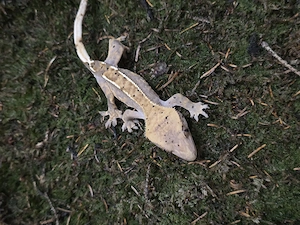 Gecko Crestat Femelă   Foarte Activă, Curioasă & Sociabilă (Baia Mare-Bucuresti)